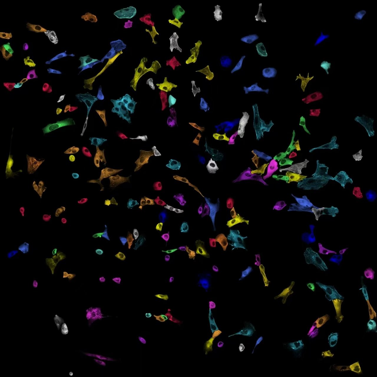 A wide field of individually segmented cells, each rendered in a different colour against a black background
