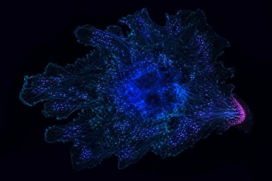 Conceptual visualisation of a macrophage with podosome-scale puncta and a localised immune signalling zone