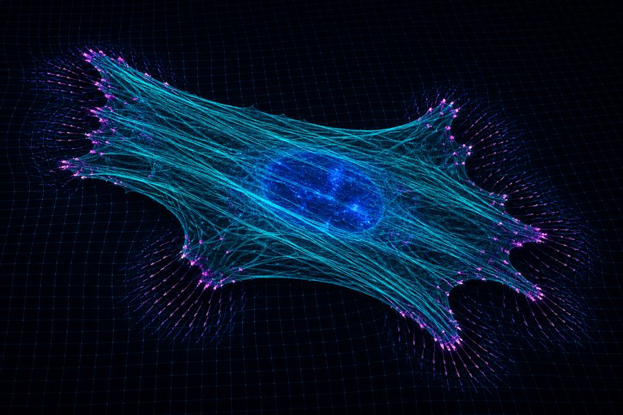 Conceptual visualisation of cellular mechanobiology with stress fibres, focal adhesions, traction forces and substrate deformation